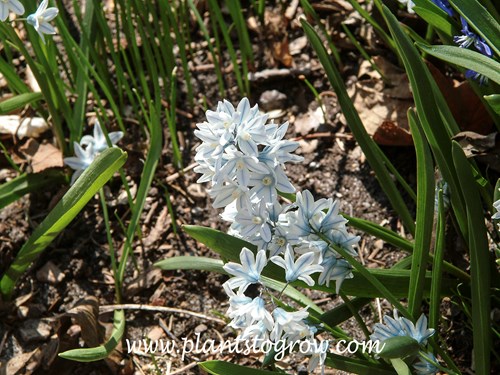 Striped Squill (Puschkinia scilloides Libanotica)
(mid April)
